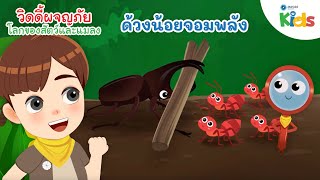 ด้วงน้อยจอมพลัง | วิดดี้ผจญภัย "โลกของสัตว์และแมลง"