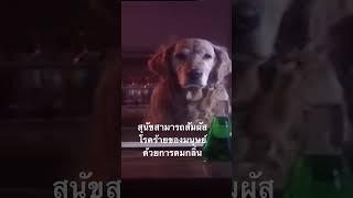 #สำรวจโลก #สารคดี #วิทยาศาสตร์ #doxzilla #สุนัข