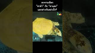 ตะพาบเผือก “ตาดำ” กับ “ตาแดง”  แตกต่างกันอย่างไร #Shorts