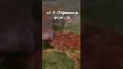 ดูสารคดีเต็ม กด Created from @nextstepwave #สำรวจโลก #doxzilla #สารคดี #สารคดีสัตว์โลก