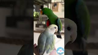 นกน้อยแสนรู้ น่ารัก