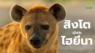 สารคดี สำรวจโลก ตอน  สิงโตปะทะไฮยีนา