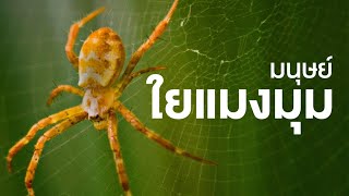 สารคดี สำรวจโลก ตอน มนุษย์ใยแมงมุม