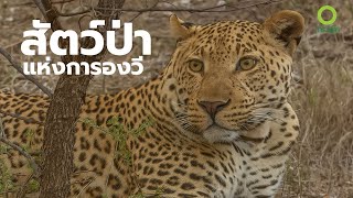 สารคดี สำรวจโลก ตอน สัตว์ป่าแห่งการองวี
