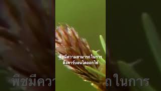 #สำรวจโลก #doxzilla #สารคดี #สารคดีสัตว์
