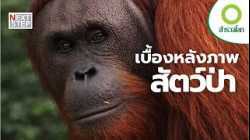 เมื่อสัตว์ป่ากำลังหายไป ใครจะเล่าเรื่องของพวกมันให้โลกฟัง | สารคดี สำรวจโลก ตอน เรื่องเล่าสัตว์ป่า