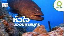 หากแนวปะการังหายไป โลกจะเหลืออะไร | สารคดี สำรวจโลก