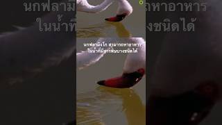 #สำรวจโลก #doxzilla #สารคดี #animals #สารคดีสัตว์ #สารคดีสัตว์โลก #สารคดีสัตว์ป่า #นกฟลามิงโก