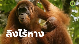 สารคดี สำรวจโลก ตอน โลกของลิงไร้หาง