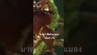 #สำรวจโลก #doxzilla #สารคดี #พืชกินแมลง #animals #insects