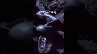 #สำรวจโลก #doxzilla #สารคดี #สารคดีสั้น #science #animals #สารคดีสัตว์โลก #สารคดีมีชีวิต