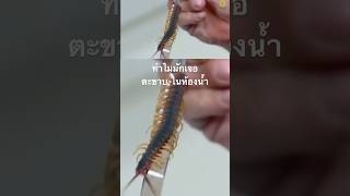 #สารคดี #สำรวจโลก #สารคดีสำรวจโลก #ตะขาบ #สารคดีสัตว์