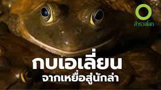 กบ ผู้กรุกราน! สู่ภัยคุกคามสัตว์พื้นเมือง | สารคดี สำรวจโลก