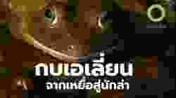 กบ ผู้กรุกราน! สู่ภัยคุกคามสัตว์พื้นเมือง | สารคดี สำรวจโลก