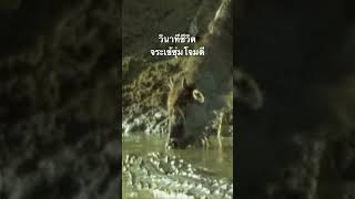 #สำรวจโลก #doxzilla #สารคดี #animals #สารคดีสัตว์
