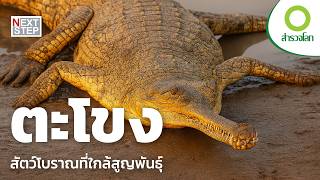 ปกป้องตะโขง สัตว์ที่เหลือรอดจากอดีตกาล | สารคดี สำรวจโลก