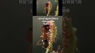 #สำรวจโลก #doxzilla #สารคดี #สารคดีสัตว์ #สารคดีสัตว์โลก #สาระ #สาระน่ารู้ฯ