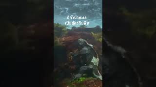 #doxzilla #สำรวจโลก #สารคดี #สารคดีสัตว์โลก #animals