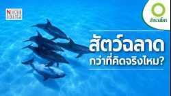 เมื่อสัตว์ใช้ “ความฉลาด” เพื่อเอาชีวิตรอด | สารคดี สำรวจโลก เบื้องหลังสมองสัตว์