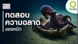 หมึกยักษ์ ฉลาดที่สุดในท้องทะเลจริงหรือ? | สารคดี สำรวจโลก ตอน สมองอัจฉริยะของหมึกยักษ์