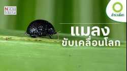 จากแมลงสู่เทคโนโลยี พลังเล็กๆ ที่พาเราไปไกลถึงดวงดาว | สารคดี สำรวจโลก แมลงขับเคลื่อนโลก