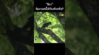 “อีกา” จัดงานศพให้กันจริงหรือ? #Shorts