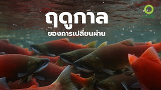 สารคดี สำรวจโลก ตอน ฤดูกาลของการเปลี่ยนผ่าน