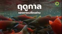 สารคดี สำรวจโลก ตอน ฤดูกาลของการเปลี่ยนผ่าน