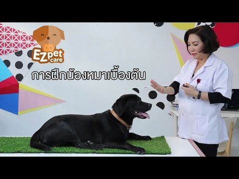 EZ pet care [by Mahidol] การฝึกน้องหมาเบื้องต้น