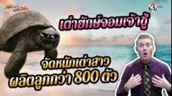 เต่ายักษ์จอมเจ้าชู้ จัดหนักเต่าสาว ผลิตลูกกว่า 800 ตัว!!
