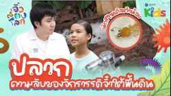 ? ส่องกล้องจุลทรรศน์ดู "ปลวก" ความลับของจักรวรรดิจิ๋วใต้พื้นดิน | จิ๋วส่องโลก
