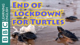 ‘Lockdown’ ends for turtles