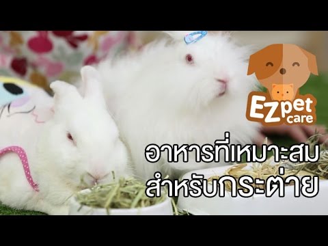 EZ pet care [by Mahidol]  อาหารที่เหมาะสมสำหรับกระต่าย