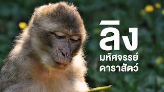 สารคดี สำรวจโลก ตอน ลิง มหัศจรรย์ดาราสัตว์