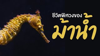 สารคดี สำรวจโลก ตอน ชีวิตพิศวงของม้าน้ำ