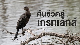 สารคดี สำรวจโลก ตอน คืนชีวิตสู่เกรทเลกส์ ตอนที่ 2