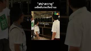 "สปาควาย" ผ่อนคลายก่อน "รีดนม" #Shorts