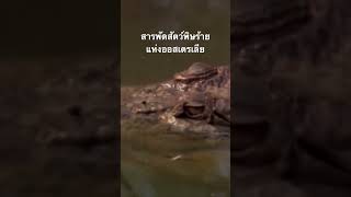 #สำรวจโลก #doxzilla #สารคดี #สารคดีสัตว์โลก #สัตว์มีพิษ