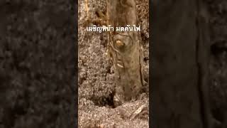 #สำรวจโลก #doxzilla #สารคดี #สารคดีสัตว์