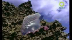 สารคดี สำรวจโลก ตอนสิ่งมีชีวิตกินสัตว์ที่คุณอาจไม่เคยรู้มาก่อน