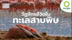 ตัวไหนคือผู้อยู่รอดในทะเลสาบพิษแห่งแอฟริกา | สารคดี สำรวจโลก