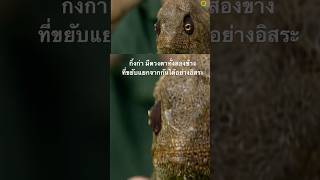 #สำรวจโลก #สารคดี #ดูสารคดี #สารคดีสัตว์ #doxzilla #สารคดีสัตว์โลก  #สารคดีสัตว์ป่า #กิ้งก่า
