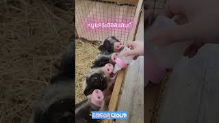 หมูแคระมีจริงไหม มารู้จัก #หมูแคระฮอลแลนด์