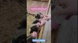 หมูแคระมีจริงไหม มารู้จัก #หมูแคระฮอลแลนด์
