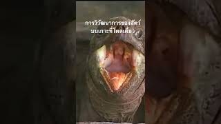 #สำรวจโลก #doxzilla #สารคดีสัตว์ #ชีวิตสัตว์โลก
