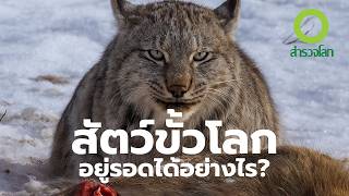 สัตว์ขั้วโลก อยู่รอดได้อย่างไร ? | สารคดี สำรวจโลก