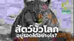 สัตว์ขั้วโลก อยู่รอดได้อย่างไร ? | สารคดี สำรวจโลก