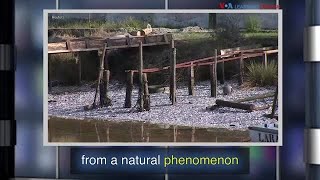 News Words: Phenomenon