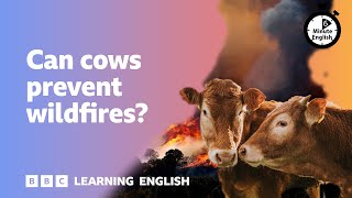 Can cows prevent wildfires? ⏲️ 6 Minute English