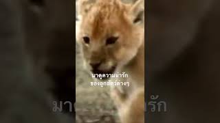 #สำรวจโลก #doxzilla #สารคดี #สารคดีสัตว์ #สัตว์น้อยน่ารัก
